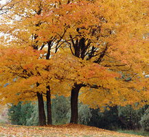 image of trees in fall